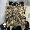 Manna From Heaven Psilocybe Natalensis