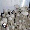 MFH Leucistic Penis Envy Revert