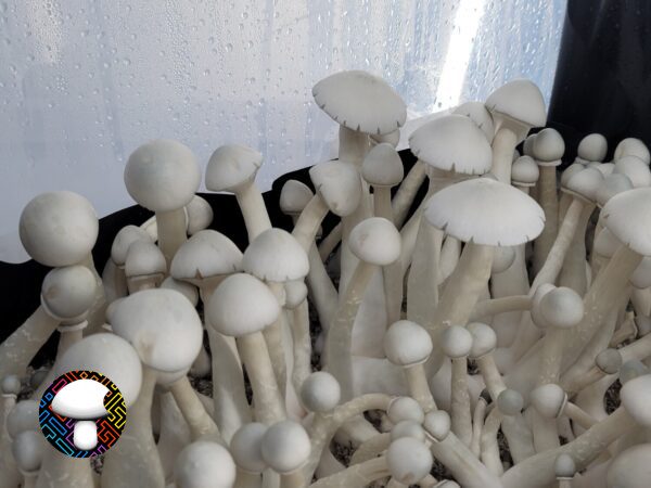 MFH Leucistic Penis Envy Revert