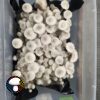 MFH Leucistic Penis Envy Revert
