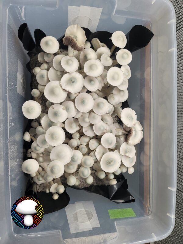 MFH Leucistic Penis Envy Revert