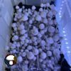 MFH Leucistic Penis Envy Revert