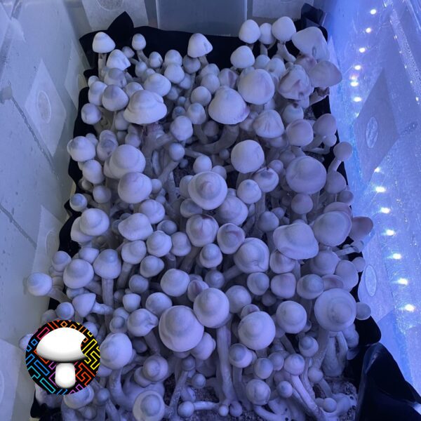 MFH Leucistic Penis Envy Revert
