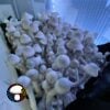 MFH Leucistic Penis Envy Revert