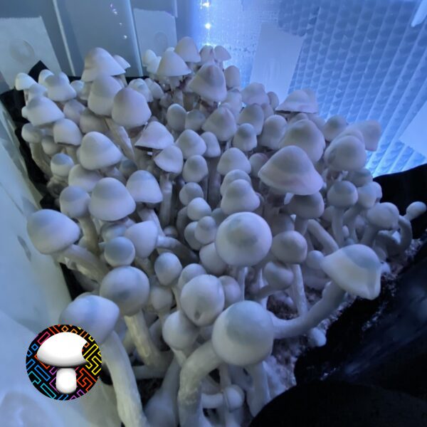 MFH Leucistic Penis Envy Revert