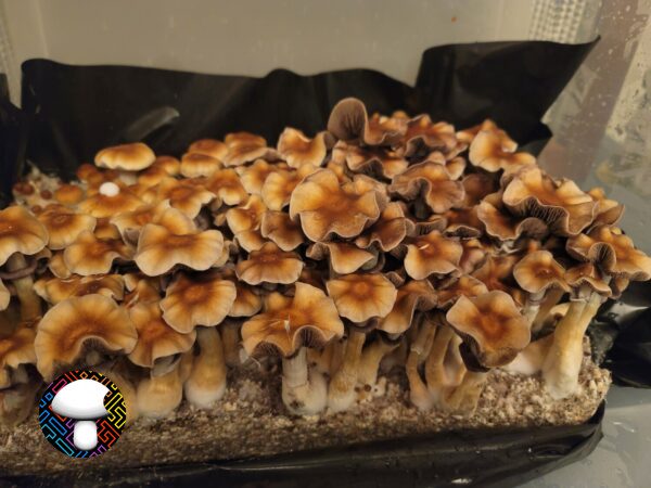 B+ Spore Print - Image 2