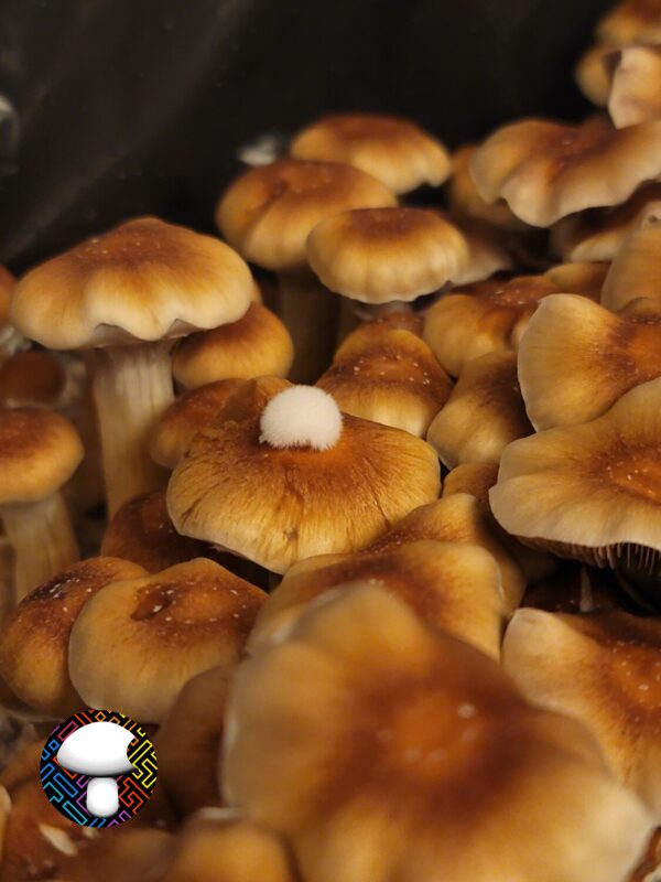 B+ Spore Print - Image 4