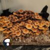Pearl Harbor Spore Print - Image 2