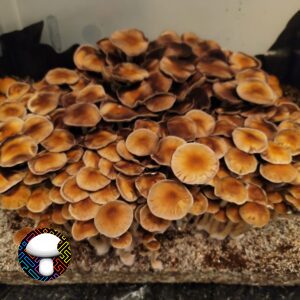 Pearl Harbor Spore Print