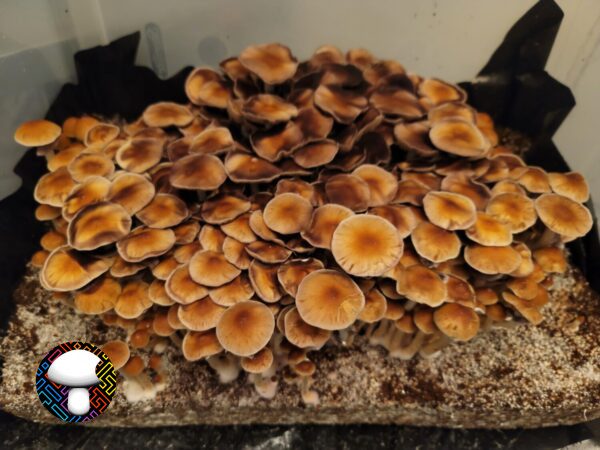 Pearl Harbor Spore Print