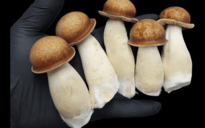 The Origins of Penis Envy Mushrooms