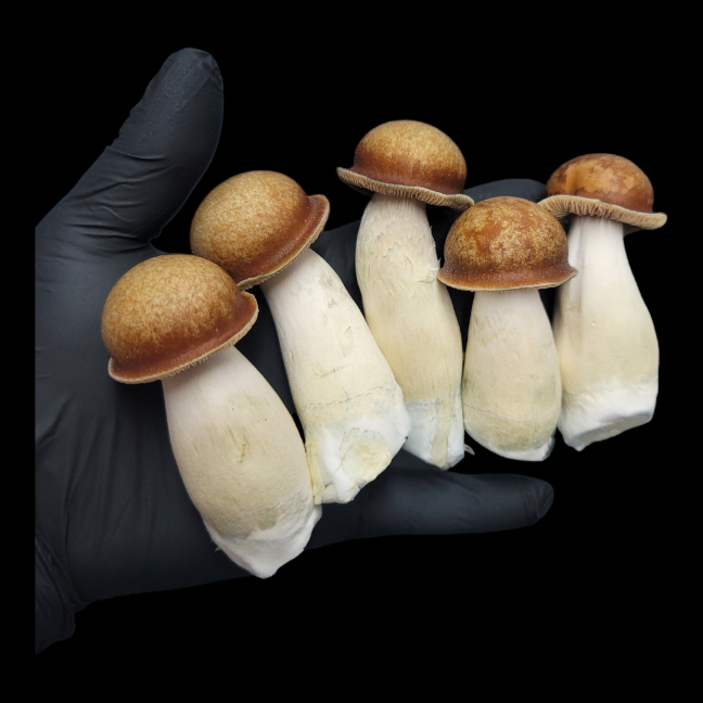 The Origins of Penis Envy Mushrooms