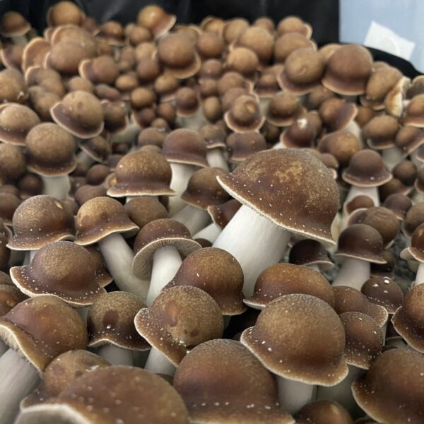 Manna from Heaven penis envy