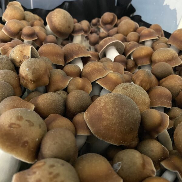 Manna from Heaven penis envy