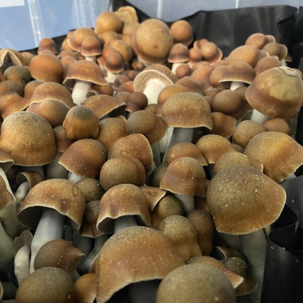 Manna from Heaven penis envy