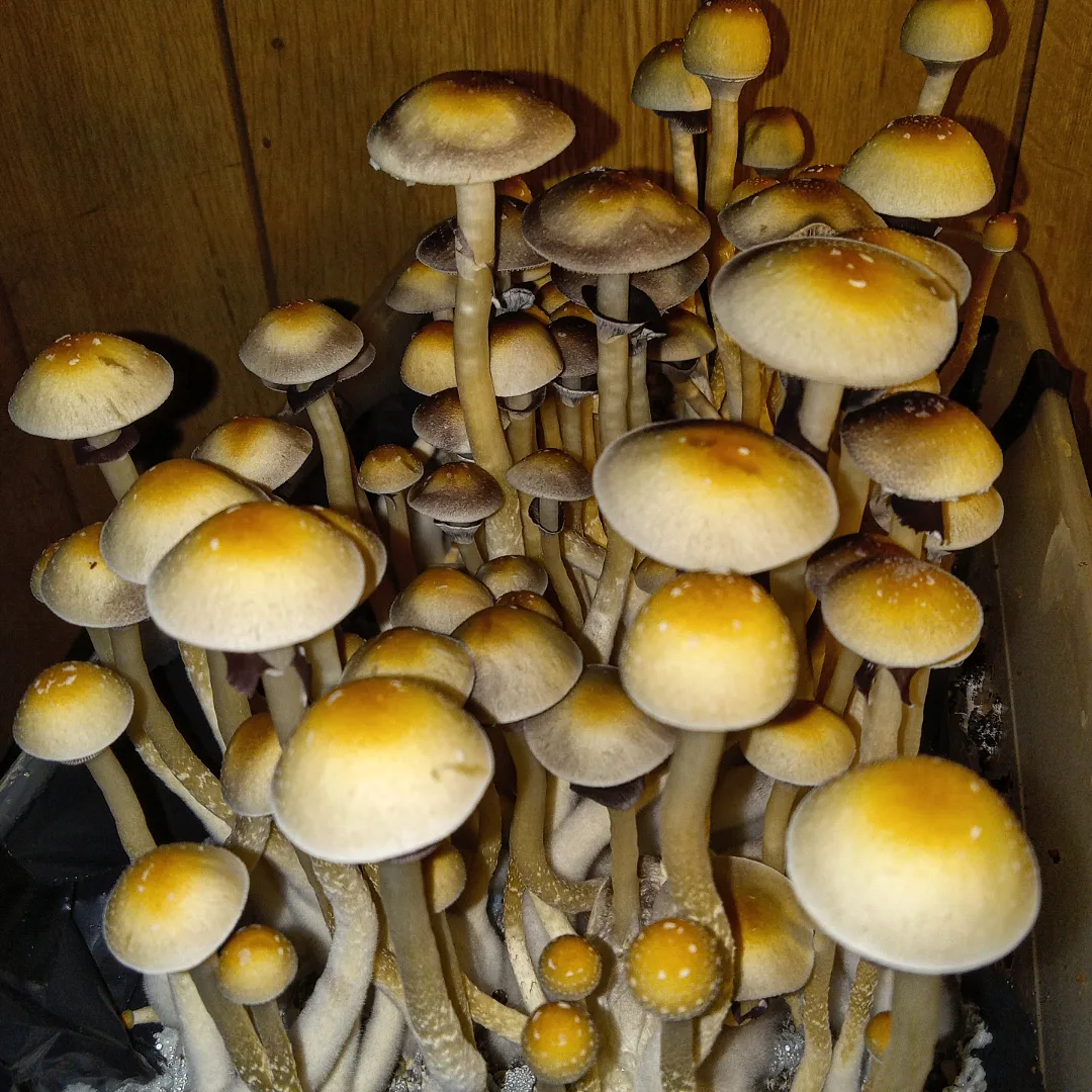 GL7