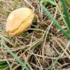 Goldilocks Spore Print - Wild Arkansas Psilocybe Cubensis Spores