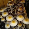 Goldilocks Spore Print - Wild Arkansas Psilocybe Cubensis Spores