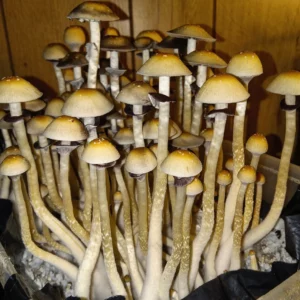 Goldilocks Spore Print - Wild Arkansas Psilocybe Cubensis Spores