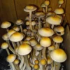 Goldilocks Spore Print - Wild Arkansas Psilocybe Cubensis Spores