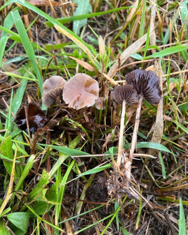 P. Semilansceata