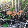 Psilocybe Azurescens mushroom spore print