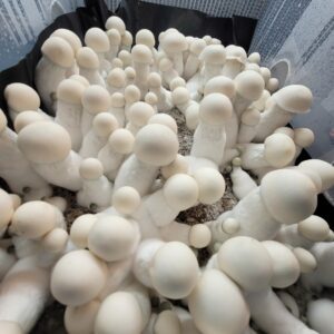 King Boo Isolated Spore Syringe. Large pure white psilocybe mushrooms