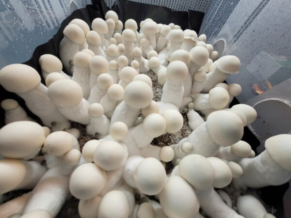King Boo Isolated Spore Syringe. Large pure white psilocybe mushrooms