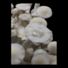 Leucistic Burma, spore, spores, spore syringe, mycology, study, L Burma, Leucistic