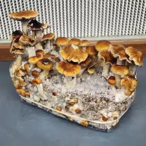 Oak Ridge cubensis fruiting body, traditional wild-type look with brown wavy cap formation.