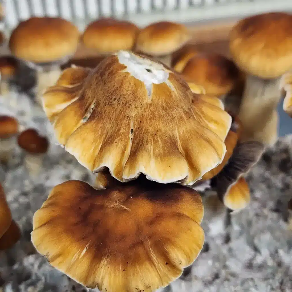 Oak Ridge Psilocybe cubensis with classic brown wavy caps and sturdy pale stems.