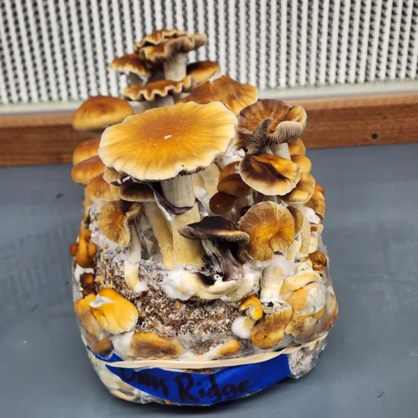 Close-up of Oak Ridge cubensis mushrooms showing rich brown, slightly rippled cap edges.