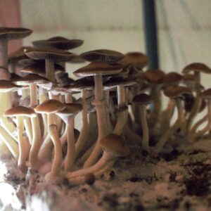 Amazon Spore Print - The Ancestor of Penis Envy Psilocybe Cubensis