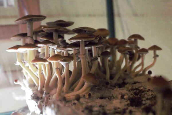 Amazon Spore Print - The Ancestor of Penis Envy Psilocybe Cubensis