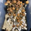 Debary Spore Print 2 Wild Florida Mushroom Spores