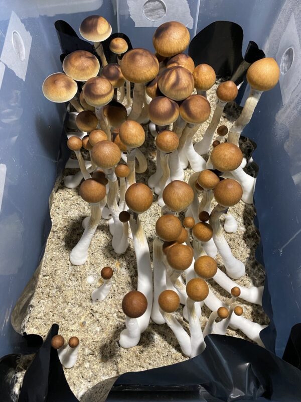 Debary Spore Print 2 Wild Florida Mushroom Spores