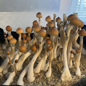 Debary Spore Print Wild Mushroom Spores