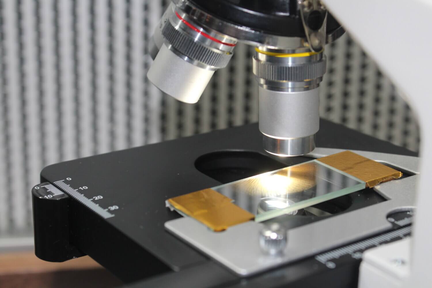 mushroom spore microscope
