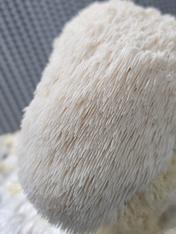 Lions Mane 2