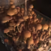 Lizard King, Spores, Spore Syringe, Study, Mycology, mushroom, mushrooms, long term storage
