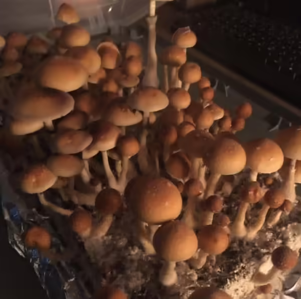 Lizard King, Spores, Spore Syringe, Study, Mycology, mushroom, mushrooms, long term storage