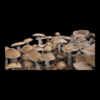 Mazatapec, Spore Syringe, Spores, Long Term Storage, Mycology, Study, Mushroom, Mushrooms,