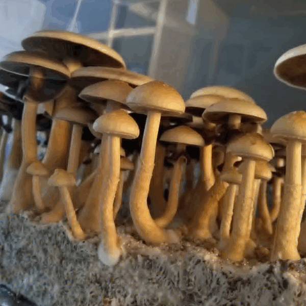 White Golden Teacher 1