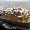 White Golden Teacher 4 White Golden Teacher Spore Syringe