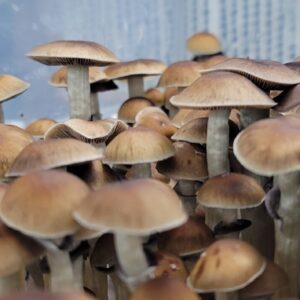 Mazatapec Spore Print - Sacred Psilocybe Cubensis from Oaxaca.