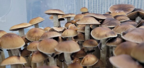 Mazatapec Spore Print - Sacred Psilocybe Cubensis from Oaxaca.