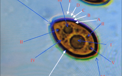 What are Mushroom Spores