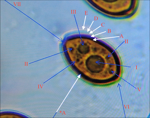 What are Mushroom Spores
