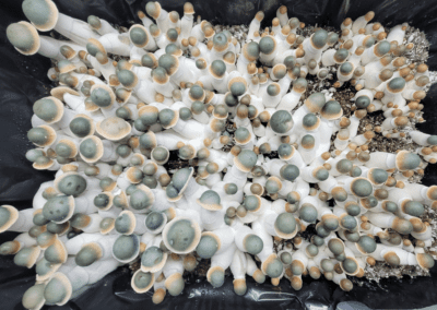 Penis Envy Uncut mushroom spores