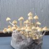 San Bernard Wild Texas Mushroom Spores